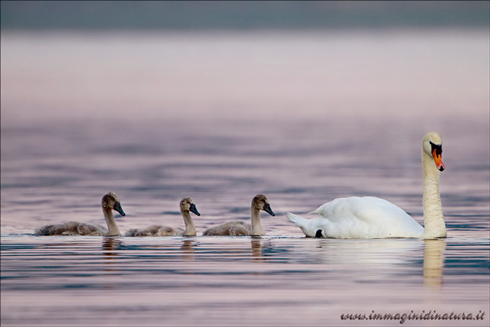 Piccoli cigni crescono.....